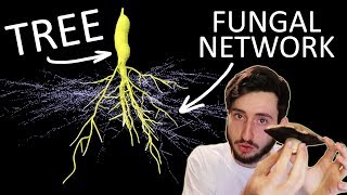 Hidden Mycorrhizal Networks [upl. by Dranek]