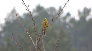 Yellowhammer song  Emberiza citrinella [upl. by Atiuqer]