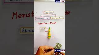 Meristematic Tissue  and its classification short shorts [upl. by Naiviv692]