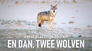 Wolven op de Veluwe eerst prachtige sporen en dan Twee wolven [upl. by Avrit481]