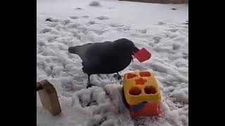 Operant responding in crow under basic schedules of food reinforcement [upl. by Hajile]