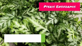 Pteris Ensiformis Fern  Pteris Ensiformis Tips amp Tricks  Pteris Ensiformis Care [upl. by Tori]