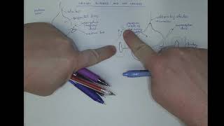 0904 The urinary bladder and the ureters [upl. by Noyerb]