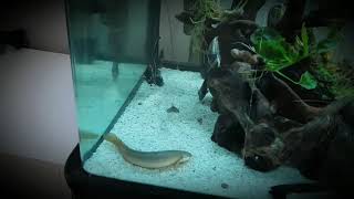 Senegal Bichir feeding Hikari Carnivore pellets [upl. by Riffle321]