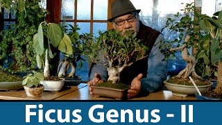 147 MORE Ficus Bonsai Genus retusa petiolaris carica indoor कामरूप अंजीर बोन्साई नंदी [upl. by Reel489]