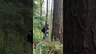 ENVS Biogeography Class at Western  Exploring Dendrochronology the study of tree rings [upl. by Kuebbing]