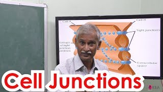 8Zoology  Tissue level Organisation  Cell Junctions [upl. by Lorens]