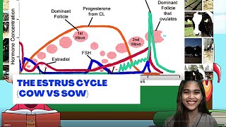 VET ENDO  The Estrus Cycle Cow vs Sow  Student Output [upl. by Llessur]