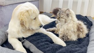 Golden Retriever Puppy Shocked by Giant Cat Occupying His Bed [upl. by Ardnuaet255]