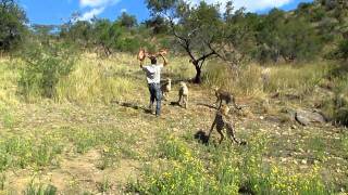 Andrew Feeding a Cheetah  Amani Lodge Namibia [upl. by Annabella]