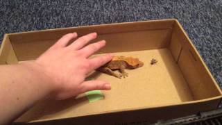 Crested Geckos Eats Cricket For The First Time [upl. by Ruphina]