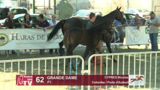 Decize 2016  Lot 62  Grande Dame [upl. by Peisch]