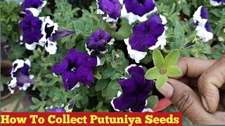 Petunia के seeds कैसे collect करें 🤔 [upl. by Luckett]