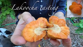 Lakoocha  Artocarpus lacucha fruit tasting [upl. by Relyhs]