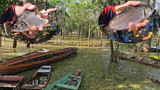 Caldeirada sensacional com Sapucaia e Josiel no igapo amazônico 🎣🐠🛶 [upl. by Ariay]