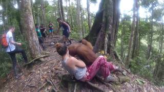 Held Hostage by an Orangutan Bukit Lawang Jungle [upl. by Adnohral808]