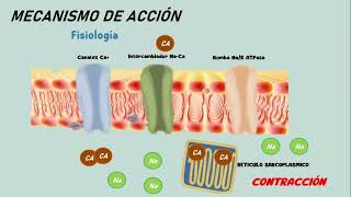 DIGOXINA VIDEO FINAL [upl. by Wharton]