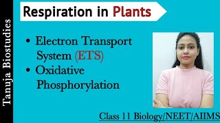 Respiration in Plants  ETS and Oxidative Phosphorylation ATP SynthesisClass 11 BiologyNEETAIIMS [upl. by Acirea]