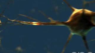 Neuron  3D Medical Animation  ABP © [upl. by Ecirtaemed]