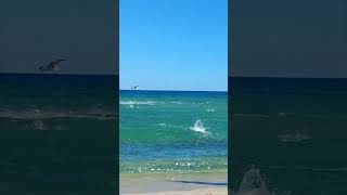 Fish Invade South Beach Forcing Swimmer Out [upl. by Renard]