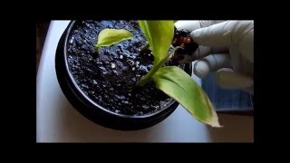 How to grow Curcuma Longa Plants from their rhizomes 2 Days 65128 [upl. by Husein]