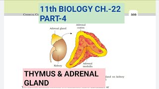 Class 11 BiologyCh22 Part4Thymus amp Adrenal glandStudy with Farru [upl. by Sussi]