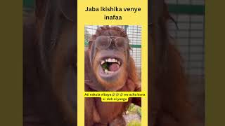 kajaba kameshika funny viralshortvideo animalshorts [upl. by Htrowslle46]