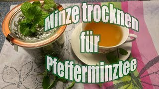 Wie trocknet man Minze  Pfefferminztee selber machen [upl. by Stepha355]