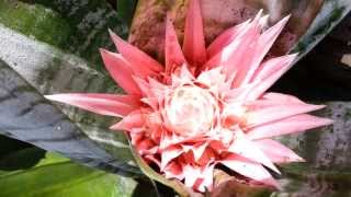 Bromeliad  Aechmea fasciata  silver vase  urn plant  Top 10 Bromeliads HD 08 [upl. by Weingarten]