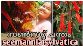 അസ്തമയ സുന്ദരി bolivian sunset gloxinia care tips [upl. by Torruella]