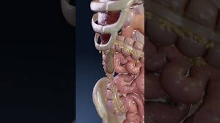 Constipation a 3D visual exploration meded anatomy 3dmodel [upl. by Airot]