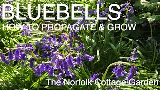 How to Propagate Bluebells [upl. by Joly]