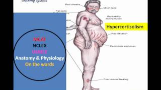 HypothalamicPituitary Mnemonic Pt I wmv [upl. by Nythsa]