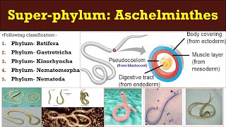 Aschelminthes  Super phylum  Aschelminthes  General characters and classification Aschelminthes [upl. by Legra20]