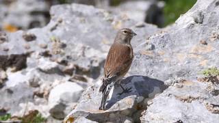 Fanello Carduelis cannabina pastura [upl. by Leafar]