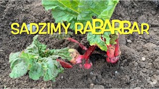 RABARBAR UPRAWA wiosenne sadzenie kłącza rabarbaru rhubarb spring planting [upl. by Doig]