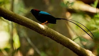 Manakin Mating Song and Dance [upl. by Rolyak]