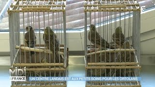 ANIMAUX amp NATURE  Un centre Landais est aux petits soins pour les ortolans [upl. by Pearse]