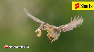 Female Zitting Cisticola [upl. by Agripina633]