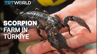 Scorpions milked for their expensive venom [upl. by Jaf]