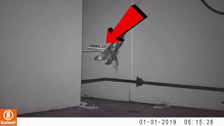 4 minutes of MICE avoiding Traps mice are smart [upl. by Allebram628]