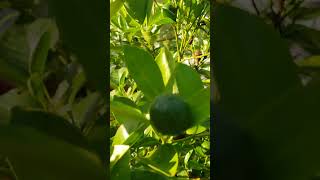 Calamondin is fruiting calamansi garden calamondin plants fruit gardening happy shorts [upl. by Aniraad]