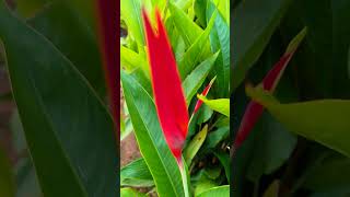 Heliconia ഹെലികോണിയ ഇങ്ങനെ നട്ടുവളർത്തി നോക്കൂ [upl. by Thaddus]