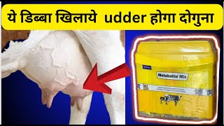 udder बढ़ाने का No1 तरीक़ा \\ udder growth supplement हिंदीं में [upl. by Yaner]