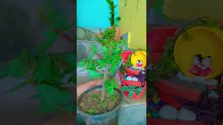 How to prepare Z plant bonsaiz प्लांट का बोनसाई कैसे तैयारकरेंZ plant gardenideas ytpartner [upl. by Airtemad]