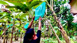 What DOLE Banana Plantation Looks Like in the Philippines I A Unique Experience travel trending [upl. by Denis]