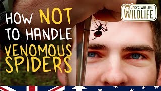 The MOST VENOMOUS Widow SPIDER Australian Redback [upl. by Ailev]