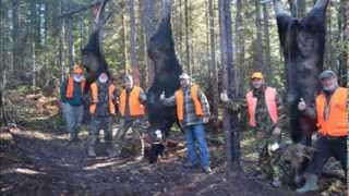 Chasse Orignal Gaspésie 2013 ZONE 1 [upl. by Attiuqihc]