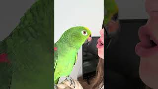 Mirtillo è un pappagallo che si impegna tanto 😄 mirtillo mirtilloparrot pappagalloparlante [upl. by Yentiw]