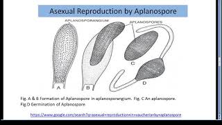 Life Cycle of Vaucheria By Dr P F Dhabarde [upl. by Acitel]